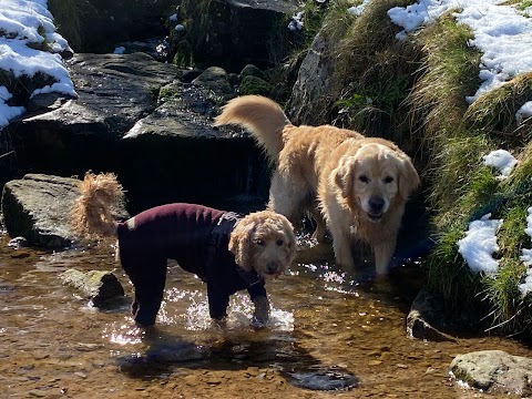 Paws and Moors Ilkley