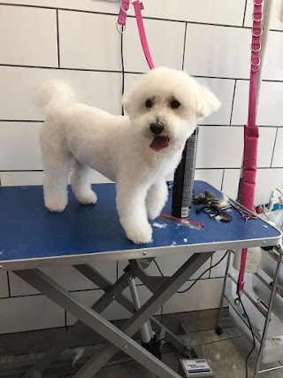 Wollaton Pet Grooming Services