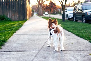 Dog Sitting and Walking Chester