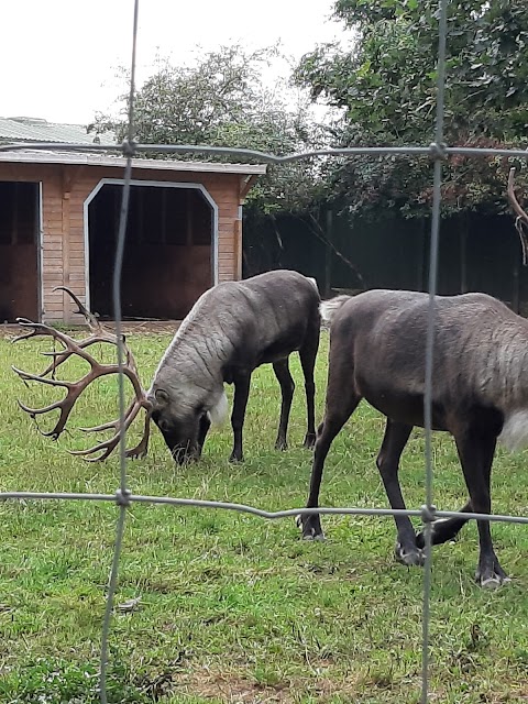 Reindeer Park