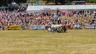 Chetwynd Deer Park