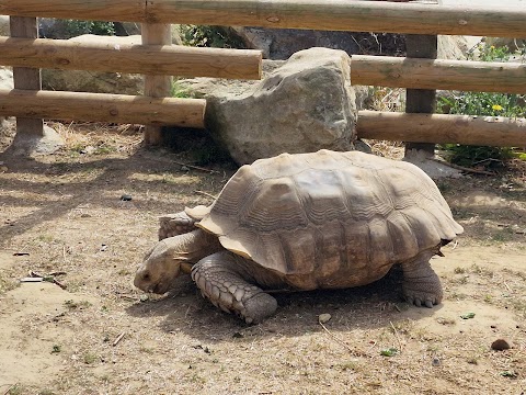 Wingham Wildlife Park