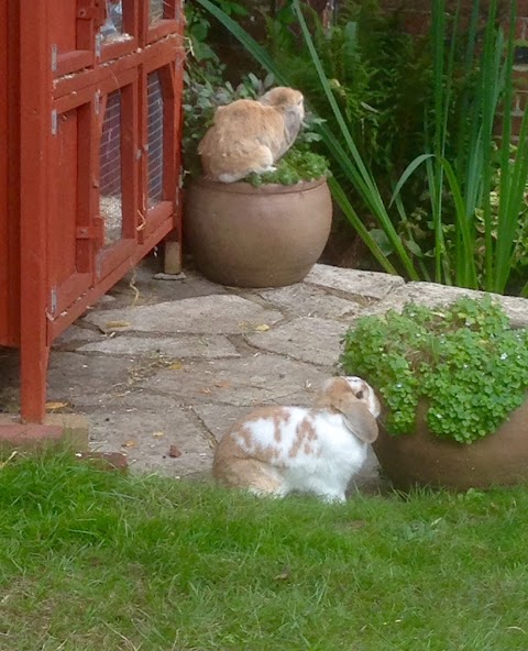 Swifts Pet Boarding