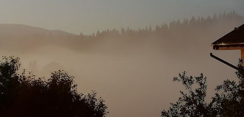 Гірська лілія