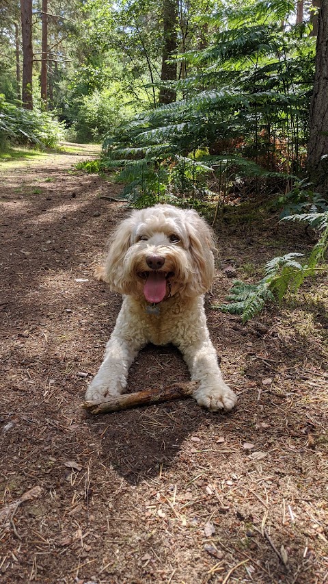 Henry's Walking Pals