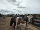 Sherwood Forest Trekking Centre