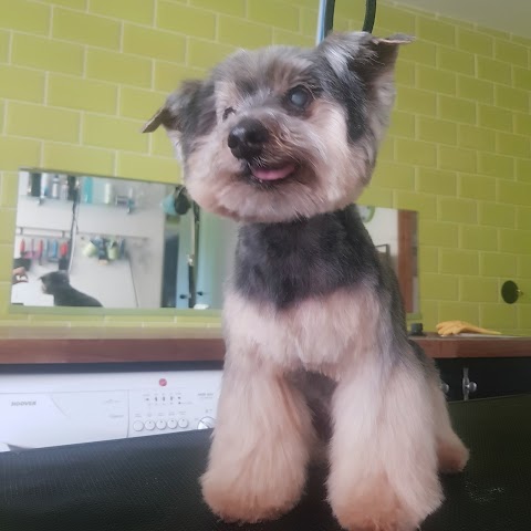 Instagroom Pet Salon