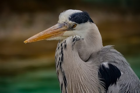 Bird Safari