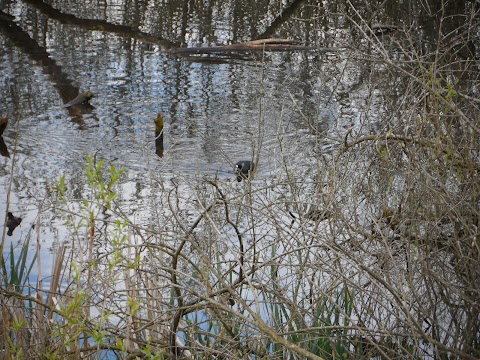 Darwin's Walk Pond