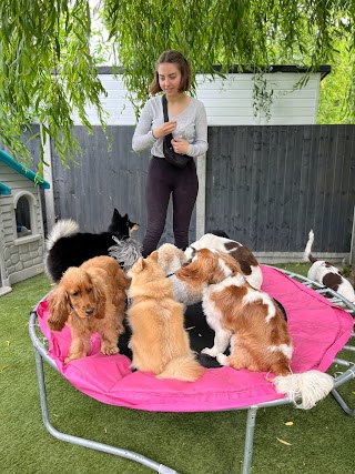 Wags & Scruffs Doggy Day care