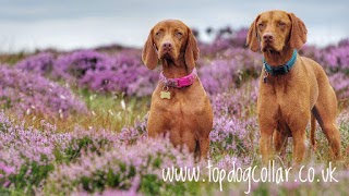 Top Dog Collars & Accessories