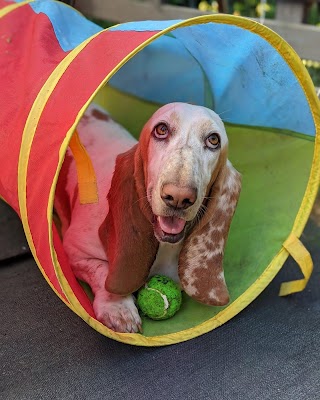 Happy Hounds & Cooler Cats