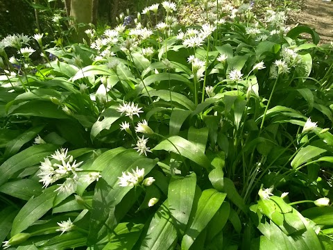 Coppice Boarding Kennels & Cattery