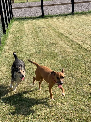 Spire Ridge Boarding Kennels & Cattery