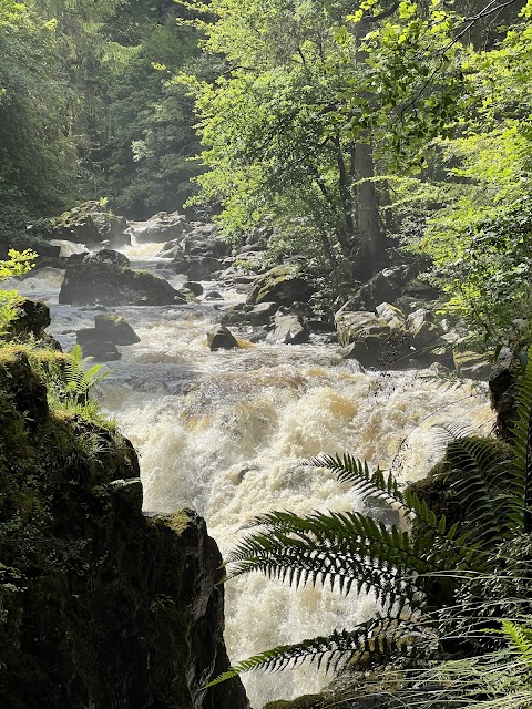 The Hairy Coo - Scotland Tours