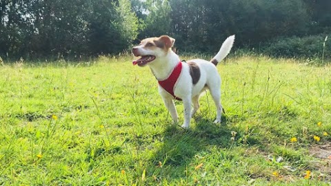 Curious Canine Capers