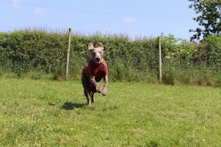 Ivy Boarding Kennels & Cattery