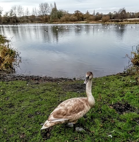 Wyken Slough