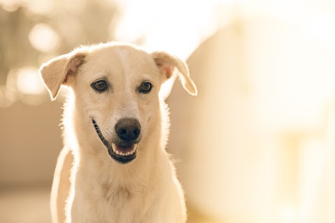 Santry Veterinary Surgery