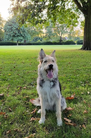 Dogwood Grooming