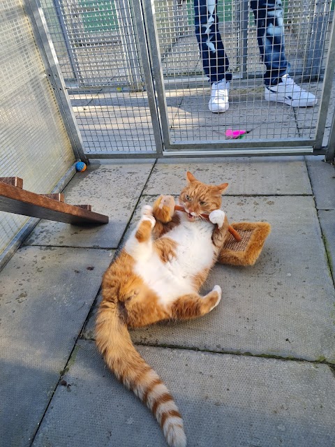 Mr T's Cattery