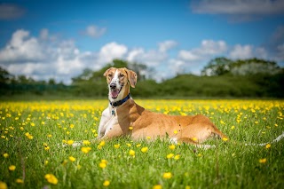 Meath Coast Dog Walking