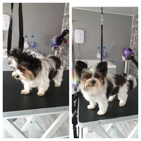 Barks & Bubbles Dog Grooming