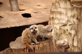 Hemsley Conservation Centre