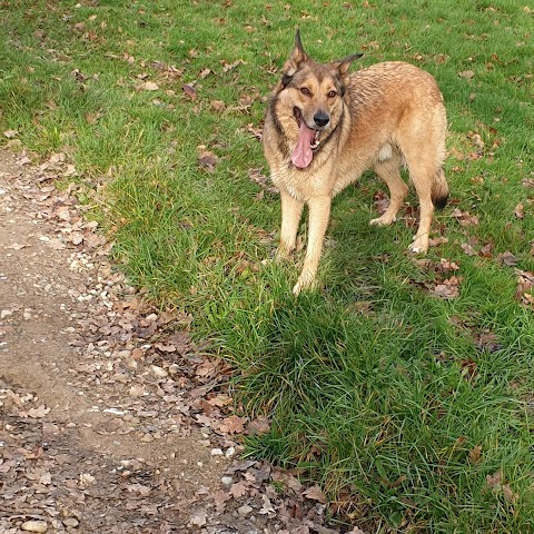 Happy Tails - Dog Walking Services