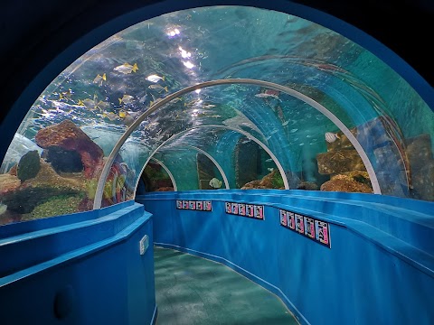 Blue Reef Aquarium Portsmouth