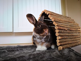 Wirral Small Pets Hotel-Rabbits, Guinea Pigs, Hamsters and other small pets boarding