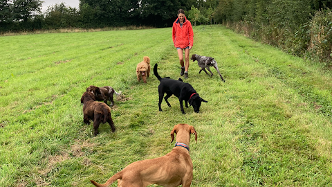 Rowley Cottage Kennels