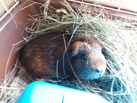 Damson Lodge, Small animal boarding