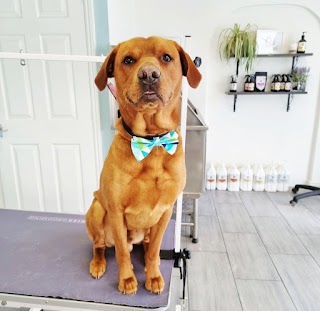 Collar & Comb Dog Groomers