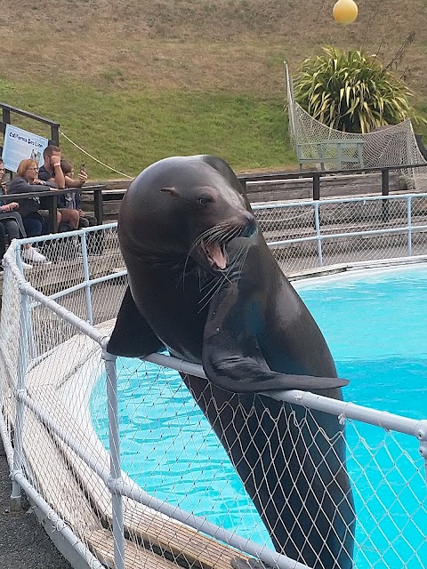 Sea Lion Show