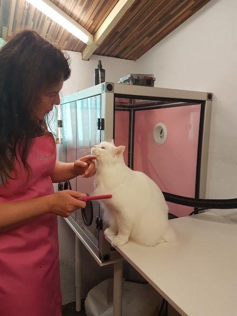 The Cat Spa Cat Grooming Studio