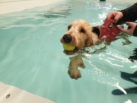 K9 Splash Hydrotherapy