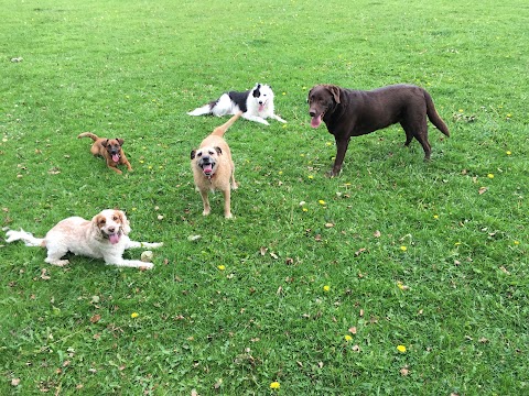 wirral dog walking service