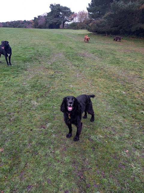 Tanya's Happy Hounds Dog Walking (Bournemouth Dorset)