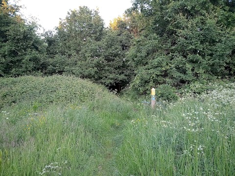 Kingsbury Meadow Local Nature Reserve