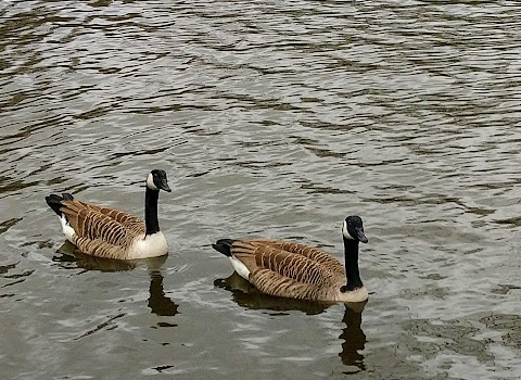 Etherow Country Park