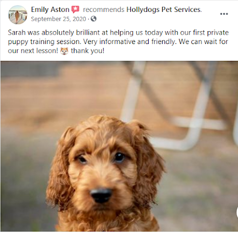 Hollydogs Pet Services