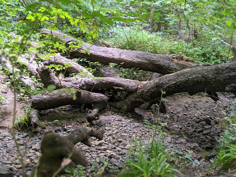 Badock's Wood