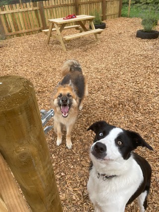 Unleash the Dogs - Uddingston Dog Fields