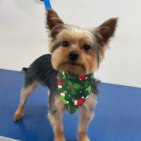 dog grooming Nottingham ( Yappy Paws )