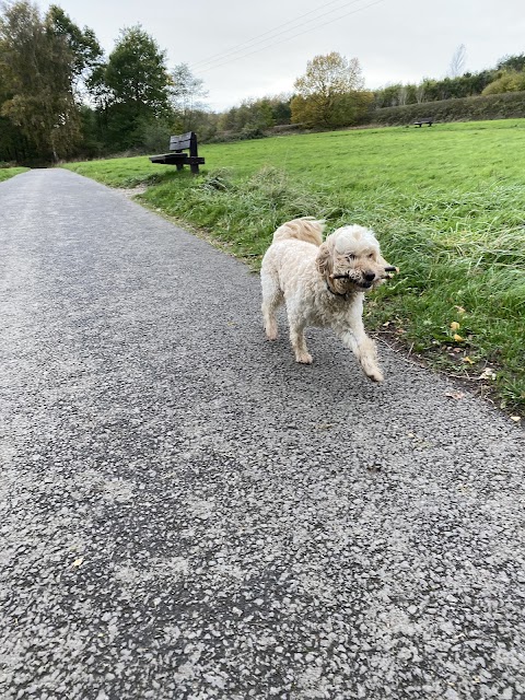 Lucy's Dog Walking | Dog Walker In Ashby-De-La-Zouch