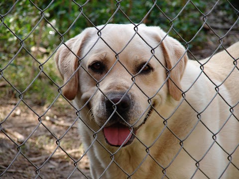 Dog About Town Pet Hotel