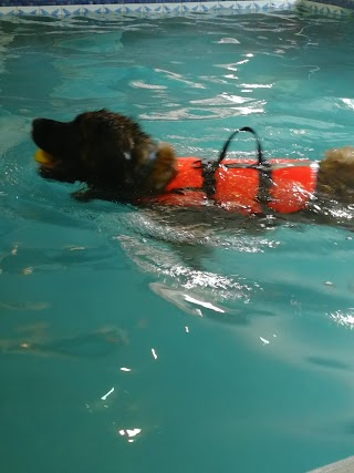 DoggyPaddle