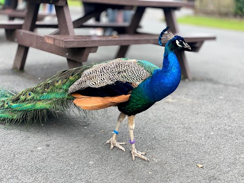 Blackpool Zoo