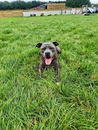 Larches Paw Paddock Thornbury - A SAFE and SECURE dog exercise area Bristol